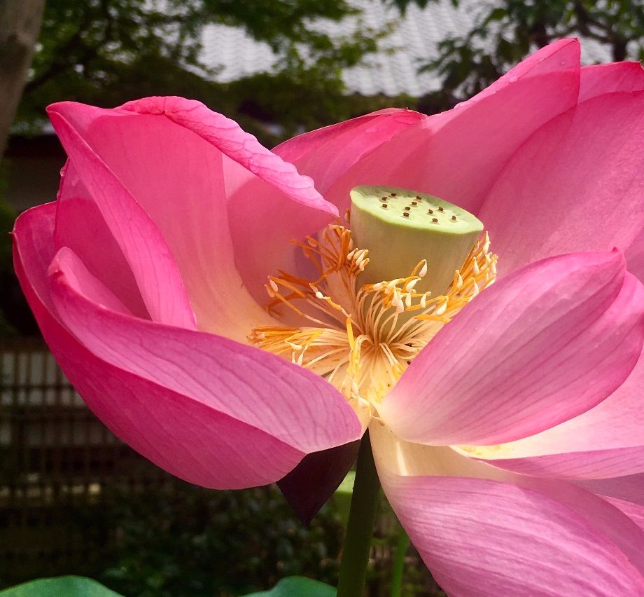 Lotus Flower - Kyoto Japan - Photography by Lisa Pollard 