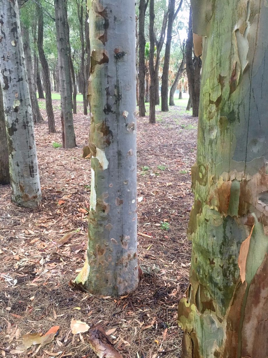 Photograpghy by Lisa Pollard - Morning Walk, Breathing in Trees, Tighes Hill, Australia 